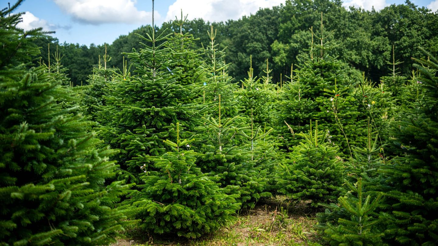 Weihnachtsbäume werden häufig auf Plantagen angebaut. Foto: Sina Schuldt/dpa