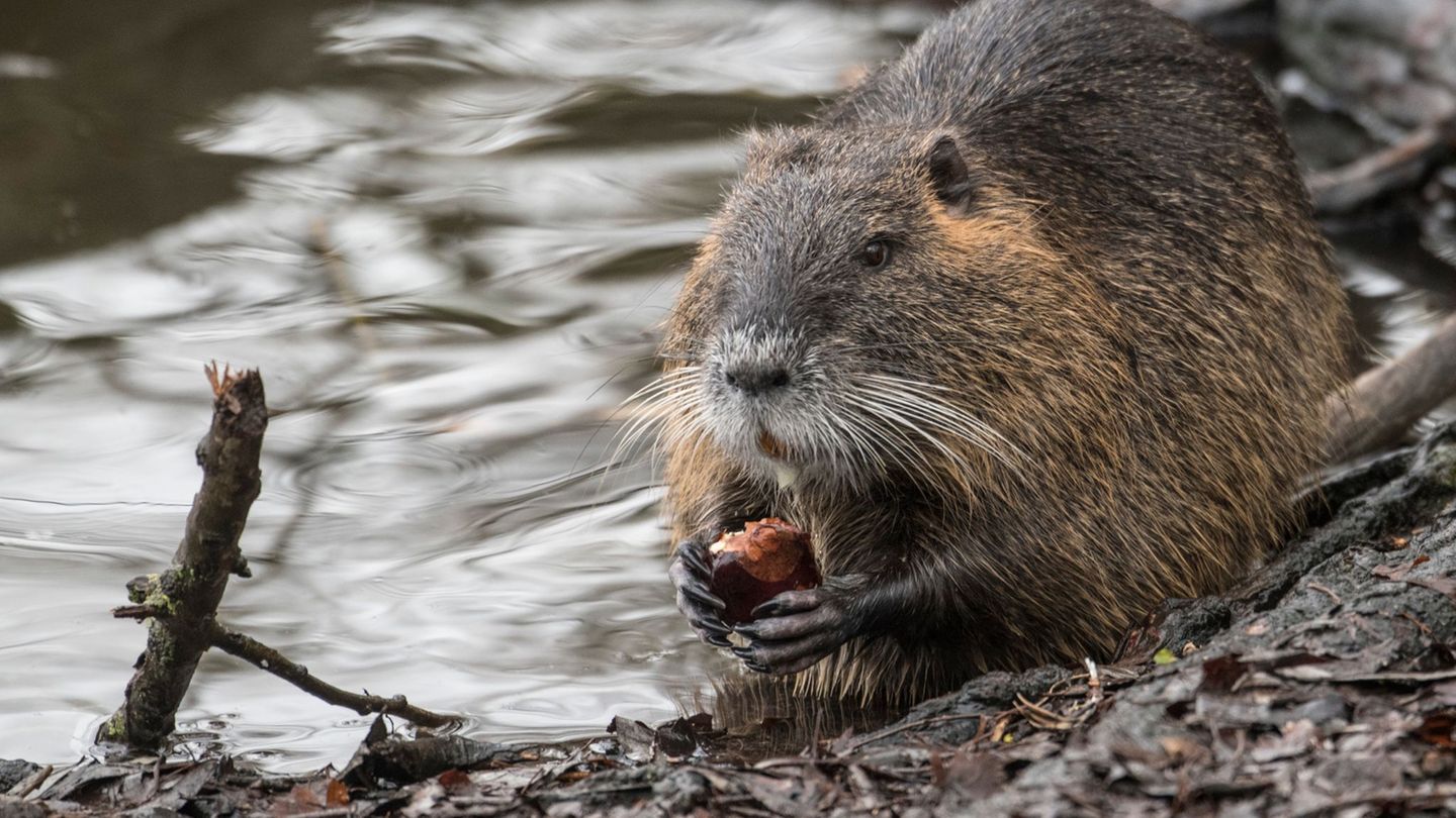 Die Nager sind keine aggressiven Tiere. (Archivbild) Foto: Boris Roessler/dpa