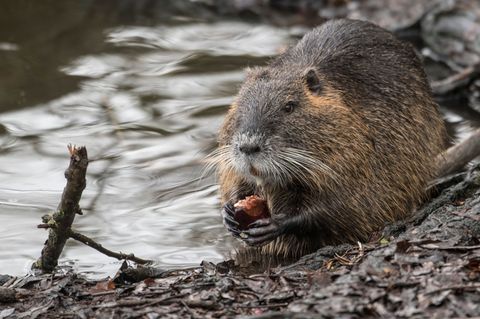 Die Nager sind keine aggressiven Tiere. (Archivbild) Foto: Boris Roessler/dpa