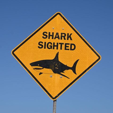 Ein Warnschild mit der Aufschrift "shark sighted" steht am Long Reef Beach, Dee Why, Sydney