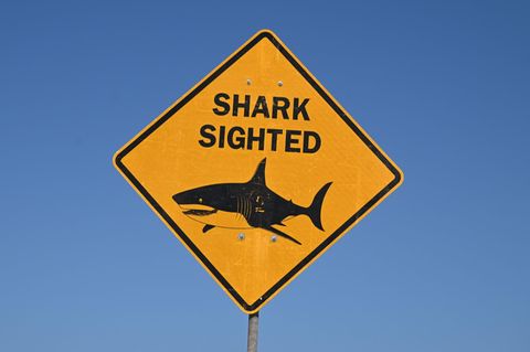 Ein Warnschild mit der Aufschrift "shark sighted" steht am Long Reef Beach, Dee Why, Sydney