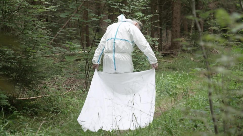 Zeckengefahr im Wald: Tuch-Test zeigt, wie viele Krabbler an den Wegen lauern Ein Mann läuft mit einem weissen Tuch durch den Wald