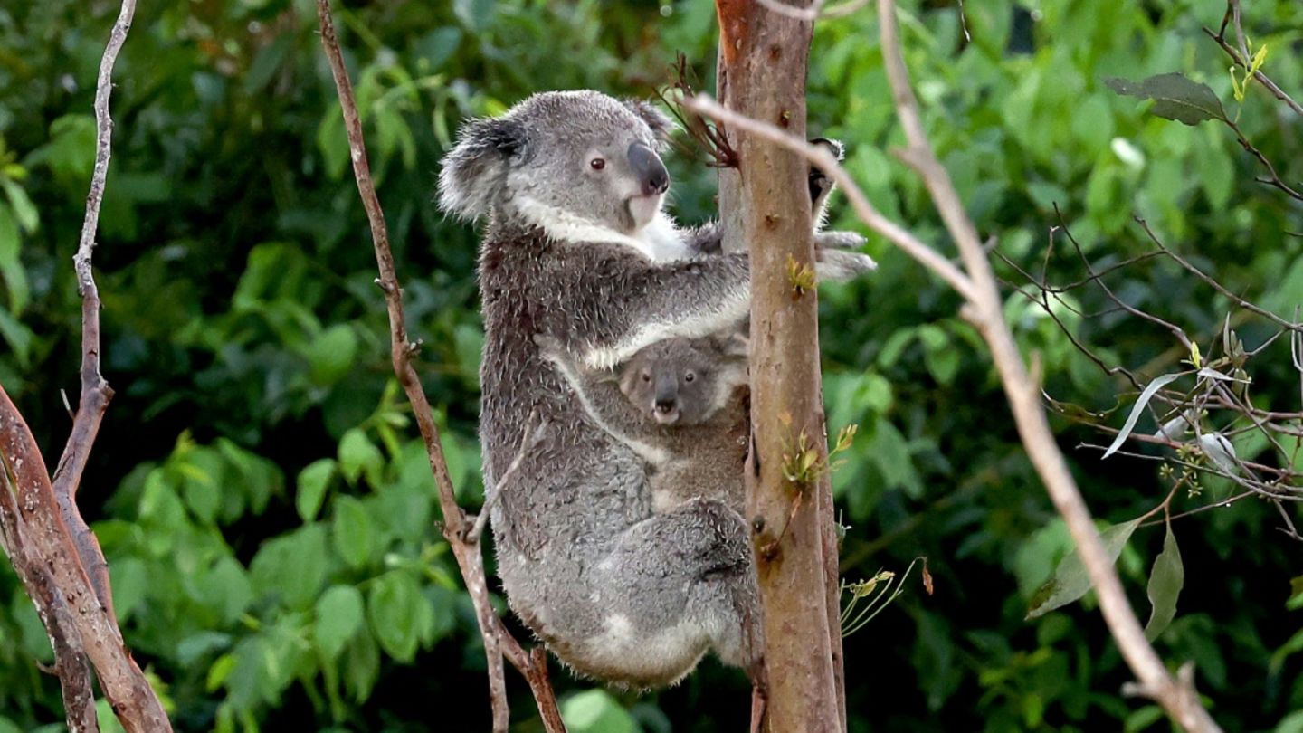 Ein Koala mit einem Jungtier