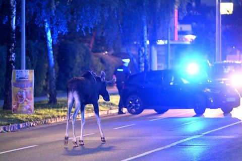 Der Elch hält Polizei und Medien auf Trab. Foto: Helmut Fohringer/APA/dpa