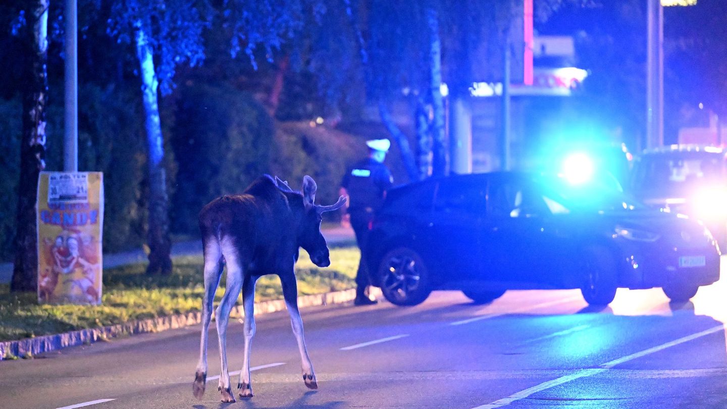 Der Elch hält Polizei und Medien auf Trab. Foto: Helmut Fohringer/APA/dpa