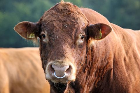 Ein ausgebrochener und wild gewordener Bulle hat im Weimarer Land in Thüringen zwei Menschen verletzt (Symbolfoto)