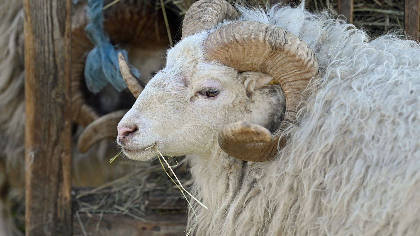 Ein Schafbock wurde in Walsrode (Landkreis Heidekreis) vermutlich in der Nacht zum Sonntag getötet. (Symbolbild) Foto: Jonathan