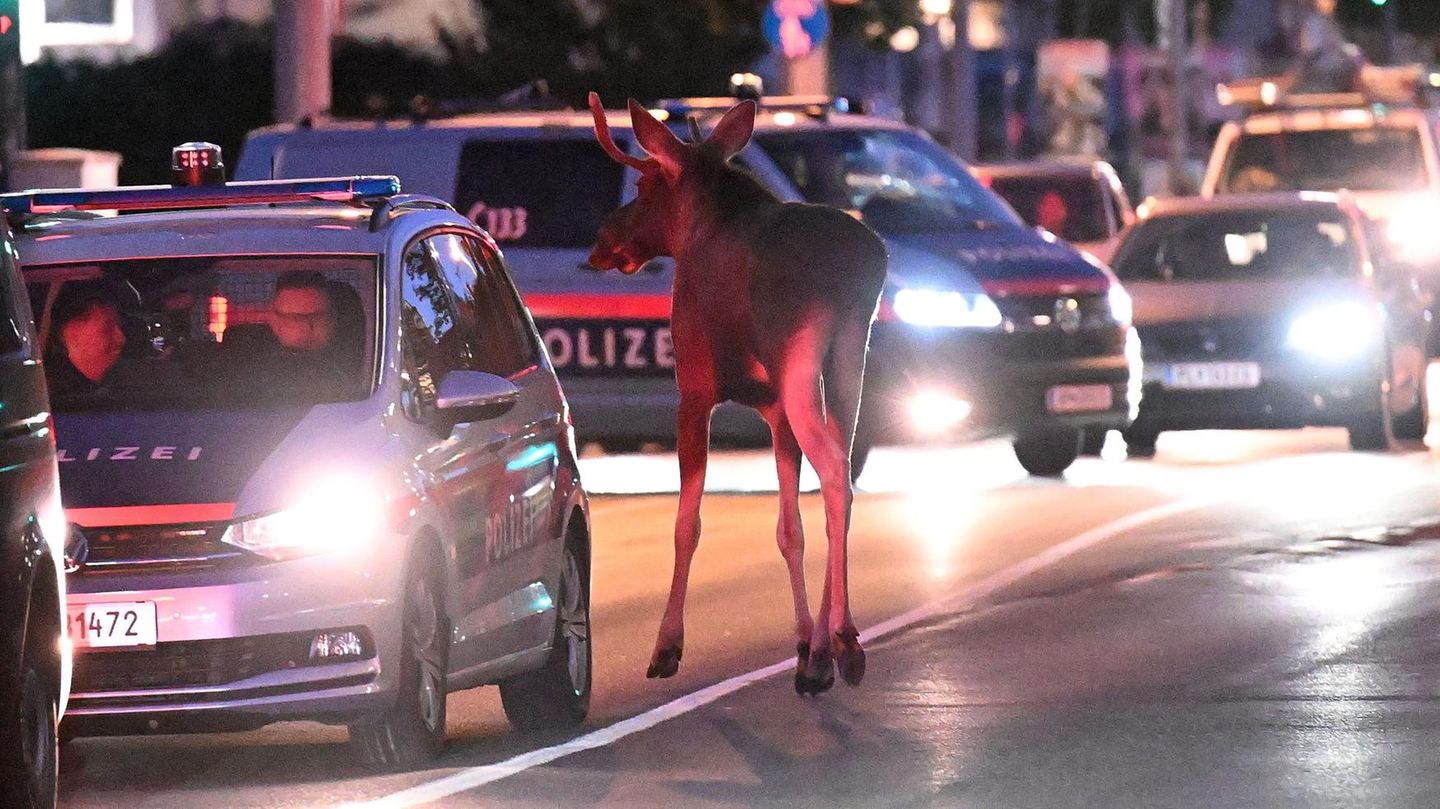 7. September: Elch eine Überraschung! St. Pölten, Österreich. Ja simmer' hier denn in Schweden? Keineswegs! Elch Emil ist waschechter Wahl-Österreicher. Seit rund zweieinhalb Wochen hält er das Bundesland Niederösterreich auf Trab – vor allem, weil er so neugierig ist. Dieses Wochenende hat er einen Ausflug in die Landeshauptstadt St. Pölten gemacht. Immer wieder begleitet von der Polizei – so ganz an die Straßenverkehrsordnung hat sich Emil nämlich noch nicht gewöhnt