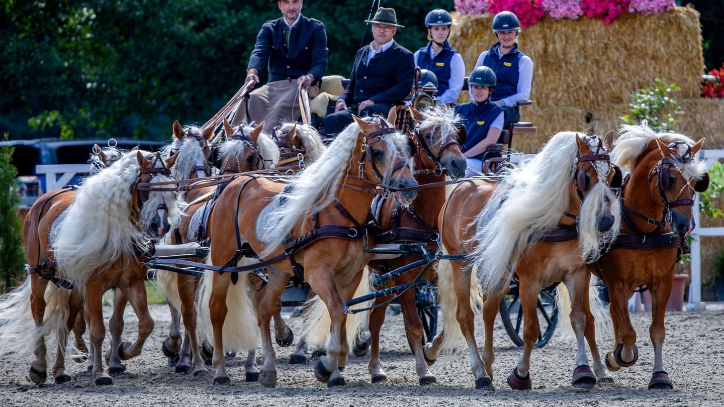 Haflinger-Pferde beim Showprogramm vor der Tribüne. Foto: Jens Büttner/dpa