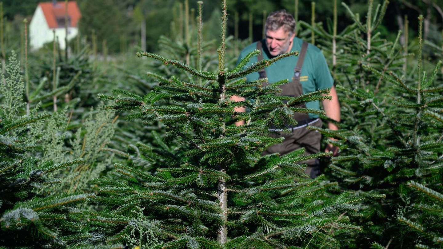 Robert Kleinstäuber begutachtet Nordmanntannen auf seiner Plantage im Landkreis Sächsische Schweiz-Osterzgebirge. Foto: Robert M