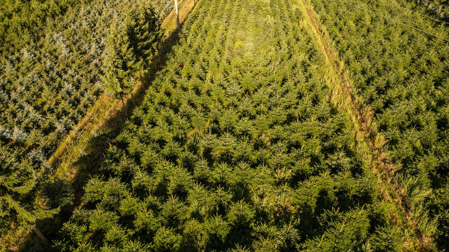 Nordmanntannen wachsen in einer Plantage in Sachsen zu Weihnachtsbäumen heran. Foto: Robert Michael/dpa