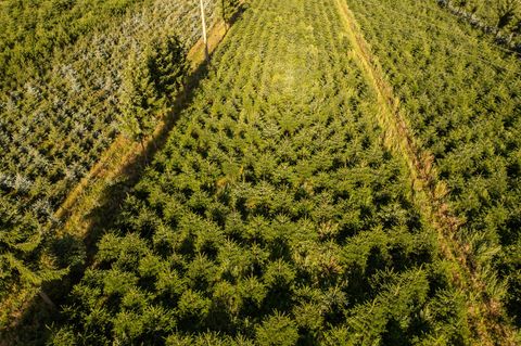 Nordmanntannen wachsen in einer Plantage in Sachsen zu Weihnachtsbäumen heran. Foto: Robert Michael/dpa