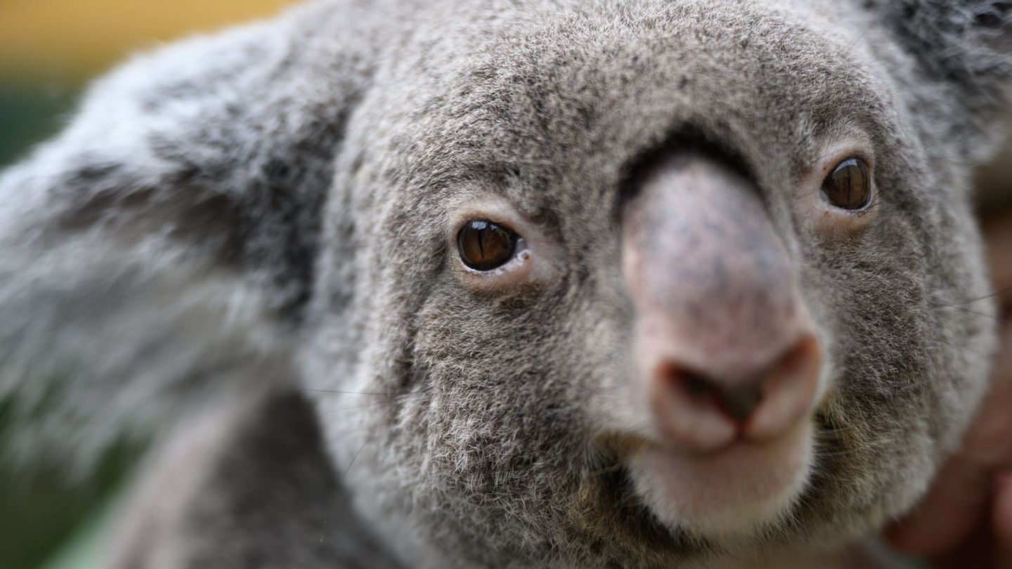 Koalas sind vielerorts in Australien stark bedroht. (Archivbild) Foto: Robert Michael/dpa