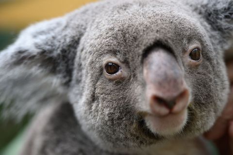 Koalas sind vielerorts in Australien stark bedroht. (Archivbild) Foto: Robert Michael/dpa
