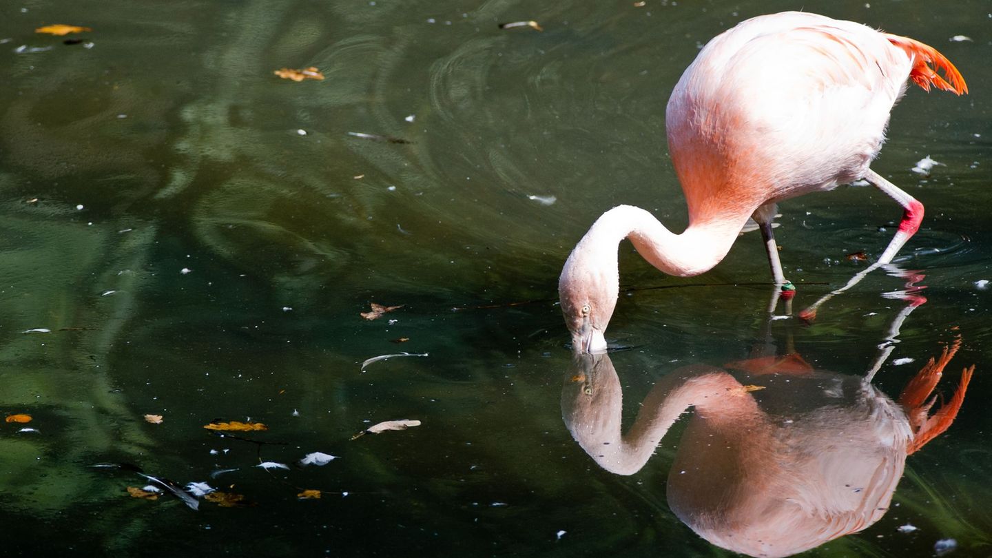 Flamingos gibt es in Deutschland vor allem in Zoos - wie hier in Dortmund. (Archivbild) Foto: picture alliance / dpa
