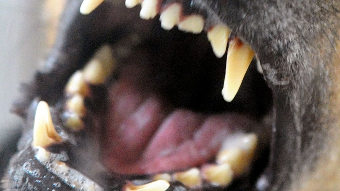 Hundebisse: Kinderchirurg fordert besseren Schutz für Kinder (Symbolbild). Foto: Soeren Stache/dpa-Zentralbild/dpa