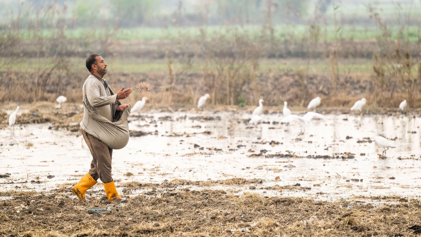 Globaler Wassermangel: Ein Bauer säht auf einem Feld bei Alexandria im Nildelta Samen aus. Für das antike Ägypten war der Nil die Lebensader, heute kann selbst dieser majestätische Fluss den Durst des Landes nicht stillen. In diesem Jahr soll das Land die Marke der absoluten Wasserknappheit überschreiten. Den Anbau von Reis, der besonders viel Wasser erfordert, hat die Regierung in den meisten Teilen des Landes bereits vor Jahren verboten Ein Bauer säht auf einem Feld bei Alexandria im Nildelta Samen aus. Für das antike Ägypten war der Nil die Lebensader, heute kann selbst dieser majestätische Fluss den Durst des Landes nicht stillen. In diesem Jahr soll das Land die Marke der absoluten Wasserknappheit überschreiten. Den Anbau von Reis, der besonders viel Wasser erfordert, hat die Regierung in den meisten Teilen des Landes bereits vor Jahren verboten