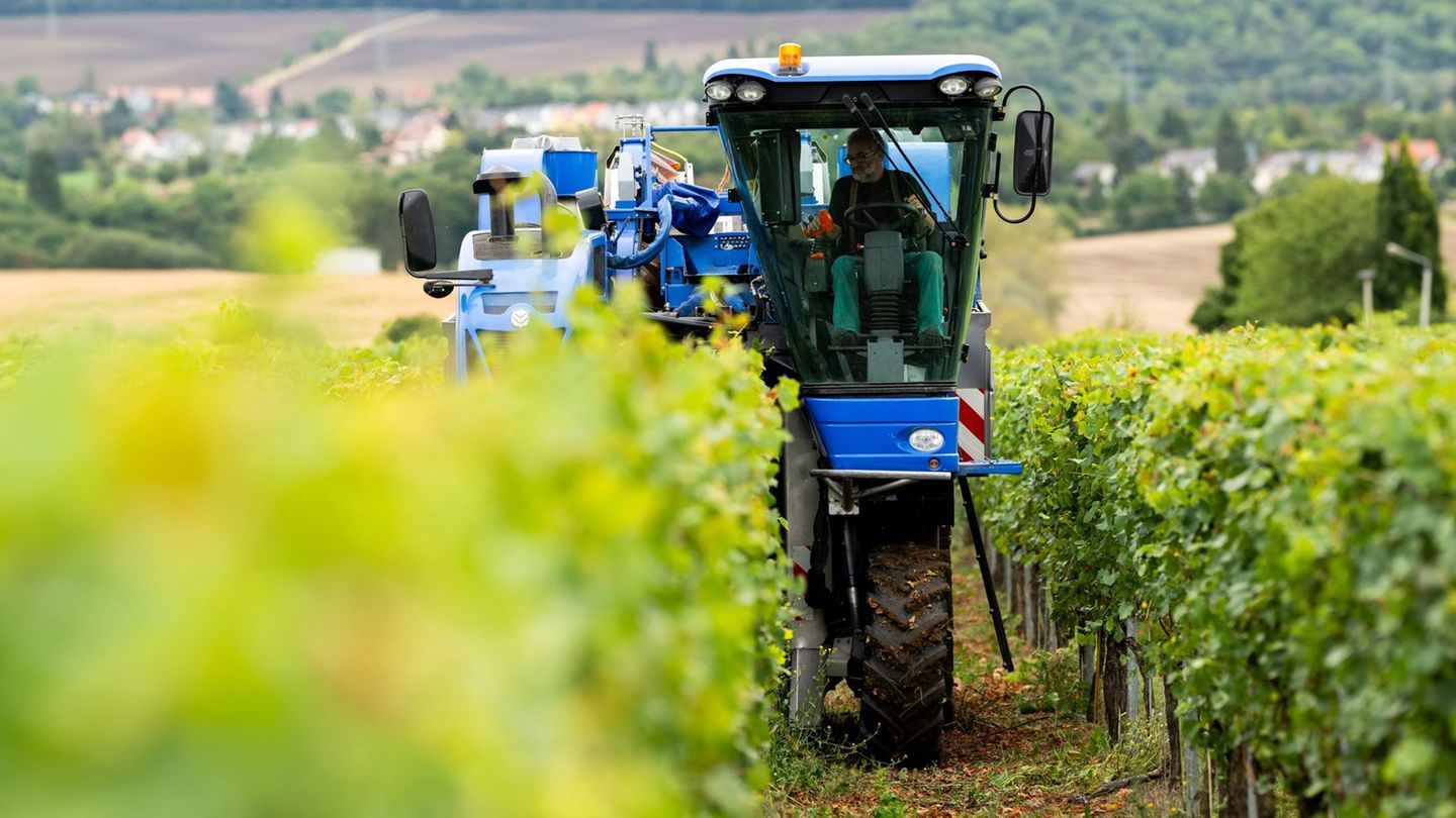 Thüringens Winzer stehen in den Startlöchern für die Weinlese (Archivfoto). Foto: Jacob Schröter/dpa
