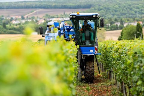 Thüringens Winzer stehen in den Startlöchern für die Weinlese (Archivfoto). Foto: Jacob Schröter/dpa