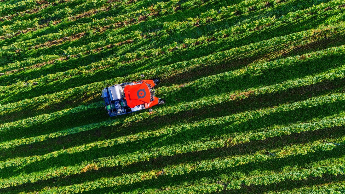 Winzer hoffen in Baden auf eine bessere Ernte als 2024. (Archivbild) Foto: Philipp von Ditfurth/dpa