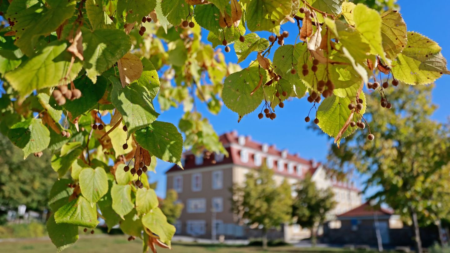 Der digitale "Gartenträume"-Stempelpass im Harz ist gestartet. (Symbolbild) Foto: Matthias Bein/dpa