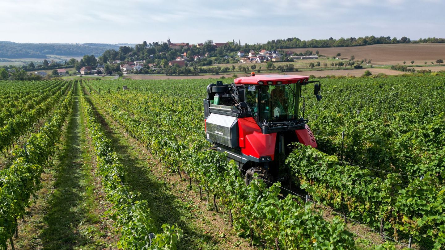 Erst die Trauben für den Federweißen - ab 15. September dann die große Weinlese an Saale und Unstrut. Foto: Hendrik Schmidt/dpa