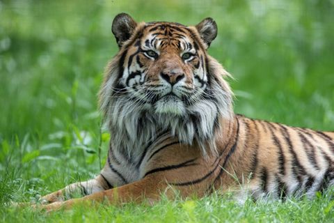 Sumatratiger in einem Zoo in Frankreich