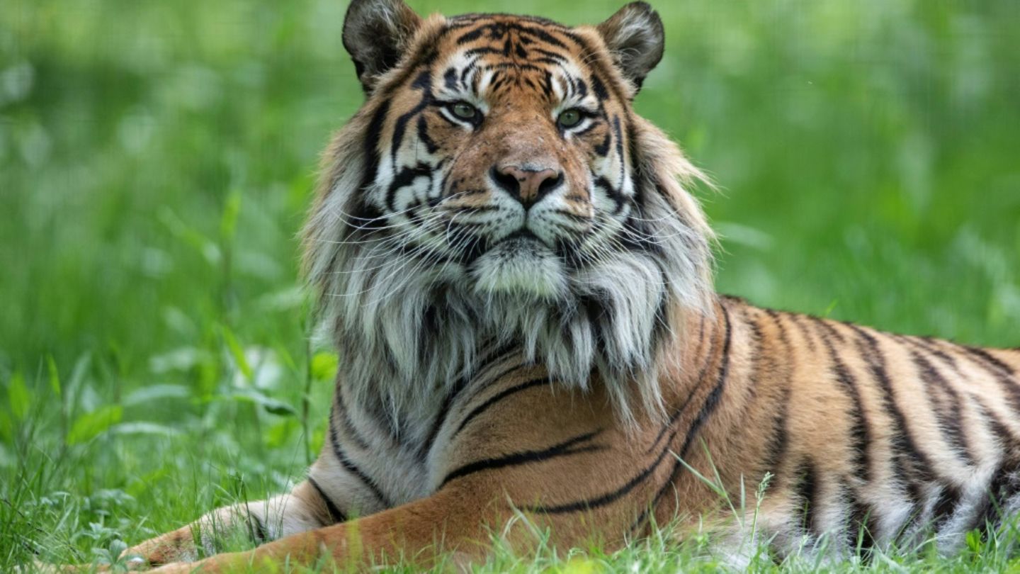 Sumatratiger in einem Zoo in Frankreich