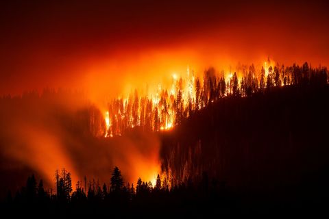 Das "Garnet Fire" bedroht Riesenmammutbäume im Waldgebiet McKinley Grove. Foto: Noah Berger/FR34727 AP/AP/dpa