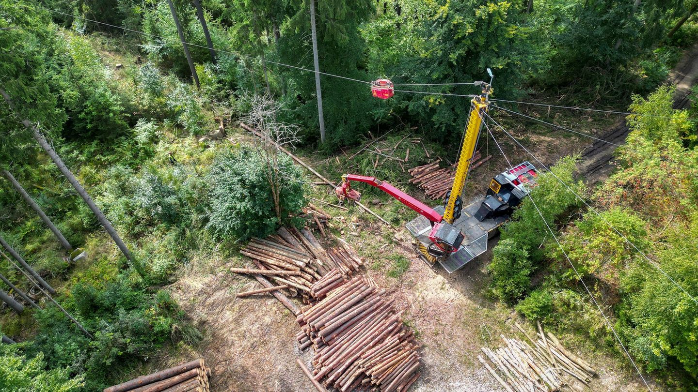 Holzarbeiten am Steilhang im Erzgebirge - in unwegsamem Gelände kommt auch ein spezieller Seilkran zum Einsatz. Foto: Jan Woitas