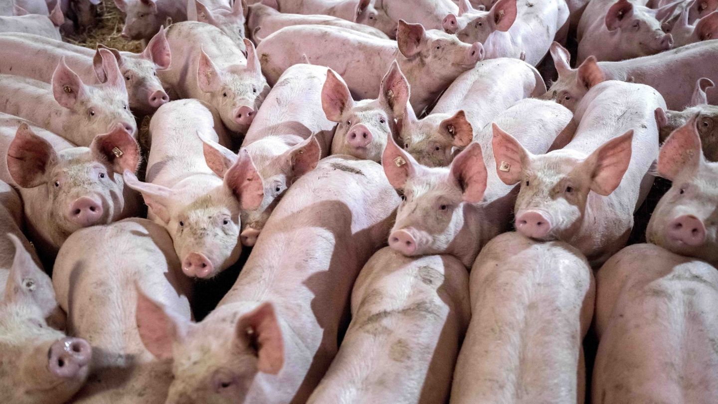 In Niedersachsen werden weniger Schweine gehalten. Foto: Sina Schuldt/dpa