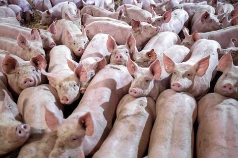In Niedersachsen werden weniger Schweine gehalten. Foto: Sina Schuldt/dpa