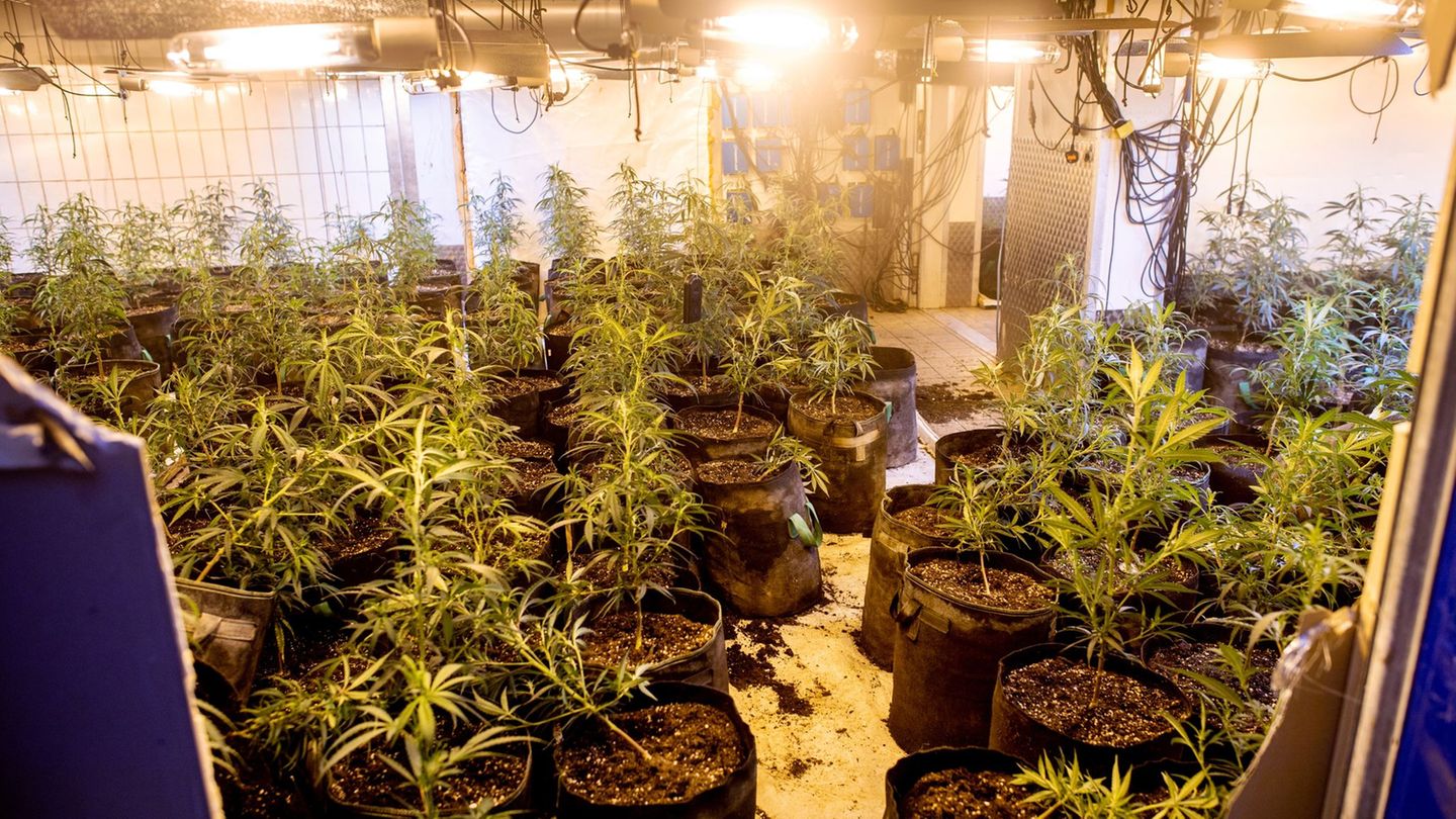 Bei Durchsuchungen sind fünf Menschen festgenommen und eine Cannabisplantage ausgehoben worden. (Symbolbild) Foto: Hauke-Christi