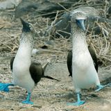 Adeliepinguine tanzen