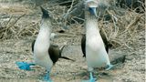 Adeliepinguine tanzen