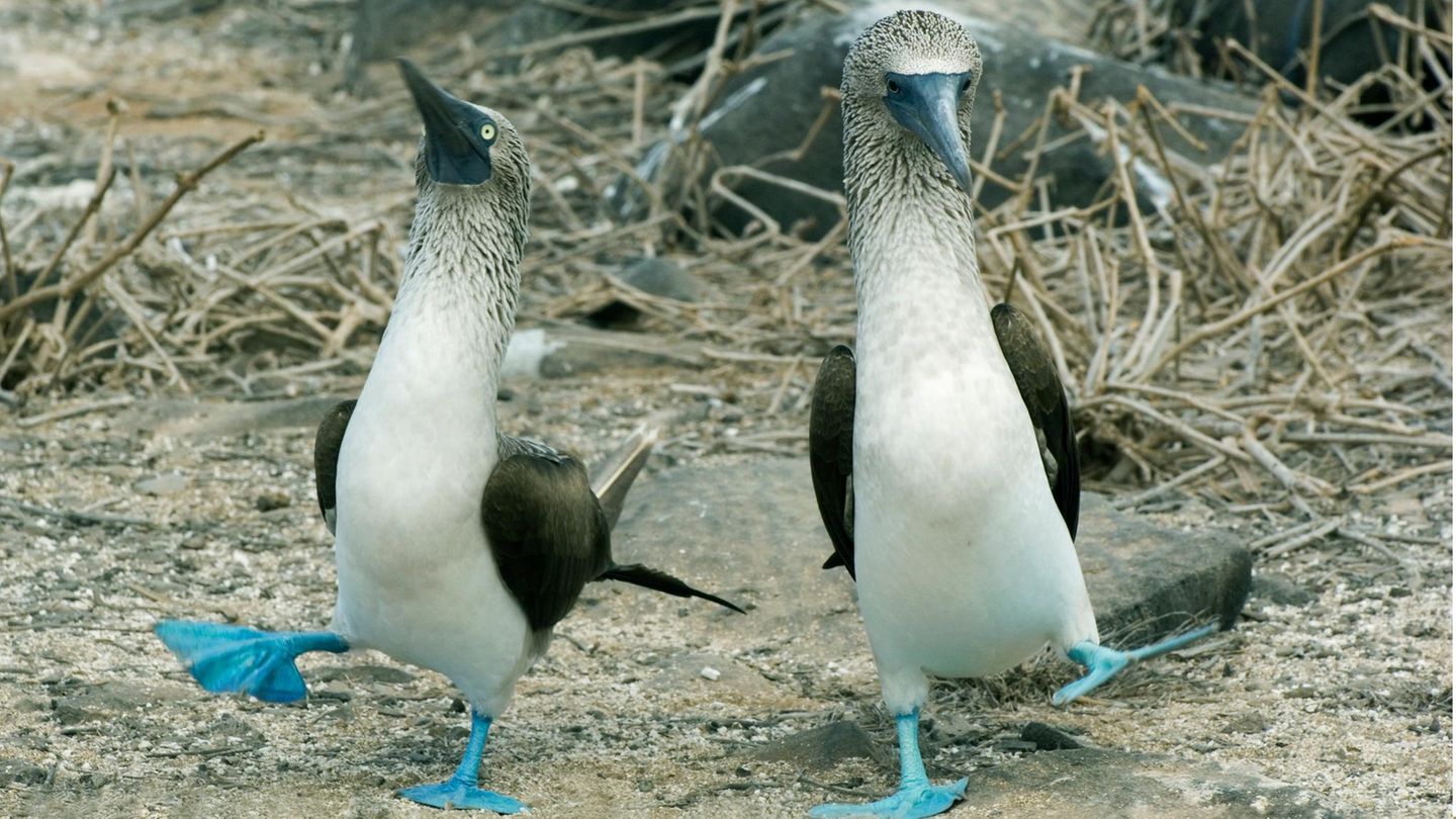 Die Choreografen: Blaufußtölpel Adeliepinguine tanzen
