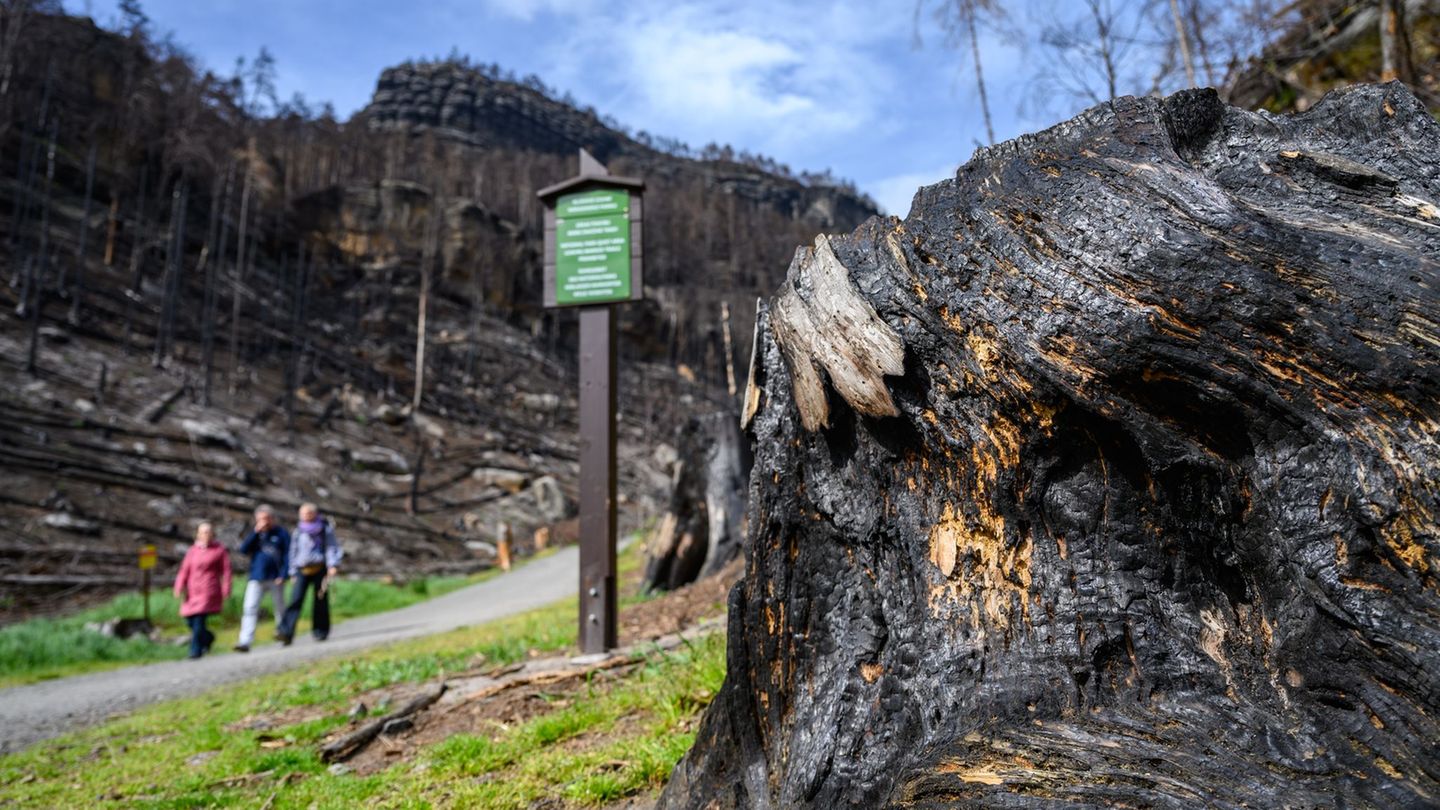 Eine neue Wanderroute verbindet künftig zwei Nationalparks und zwei Länder. (Archivbild) Foto: Robert Michael/dpa