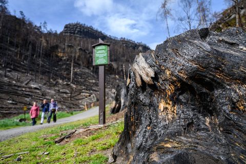 Eine neue Wanderroute verbindet künftig zwei Nationalparks und zwei Länder. (Archivbild) Foto: Robert Michael/dpa