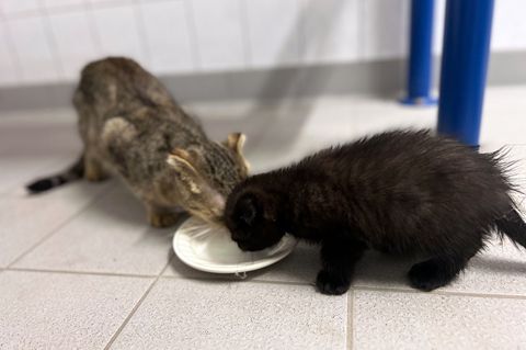 Zwei Katzenbabys wurden aus einer Tüte gerettet. Foto: -/Bundespolizei Kaiserslautern/dpa
