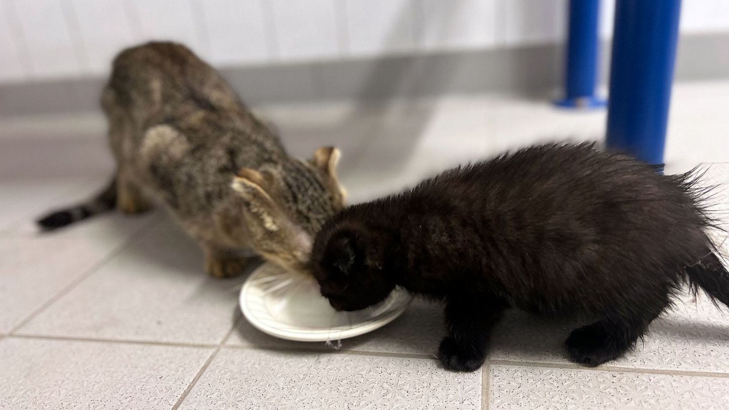 Zwei Katzenbabys wurden aus einer Tüte gerettet. Foto: -/Bundespolizei Kaiserslautern/dpa