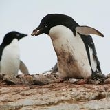 Adeliepinguin