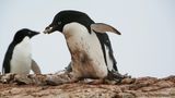 Adeliepinguin