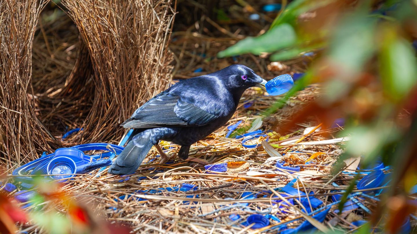 Die Kitschkönige: Seidenlaubenvögel Seidenlaubenvögel