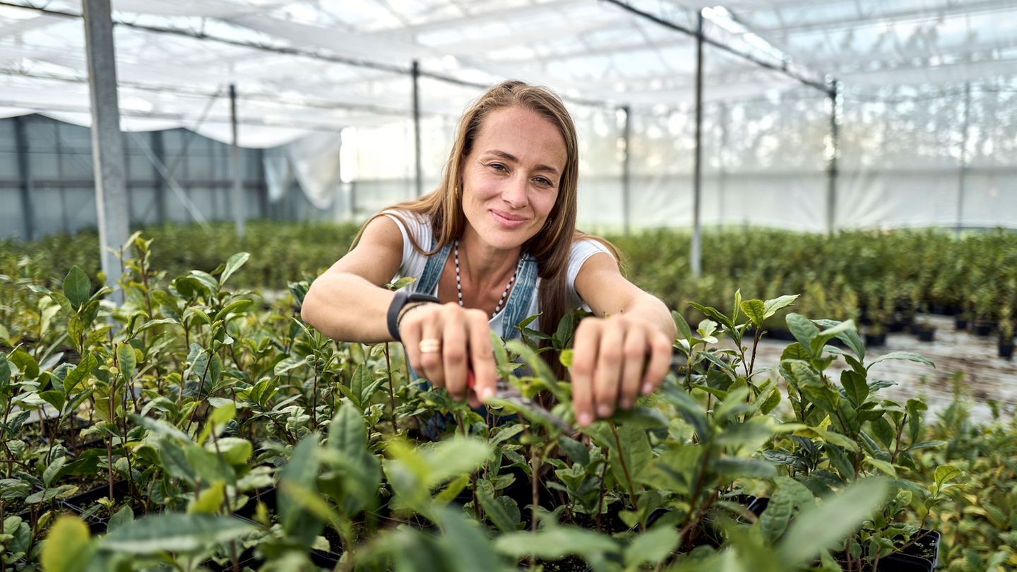 Trend drink: The Matcha boom: pioneer relies on German tea cultivation