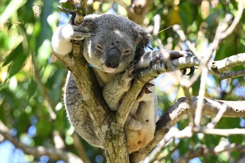 Koalas sind in Australien immer mehr bedroht - auch wegen Chlamydien. Foto: Darren England/AAP/dpa