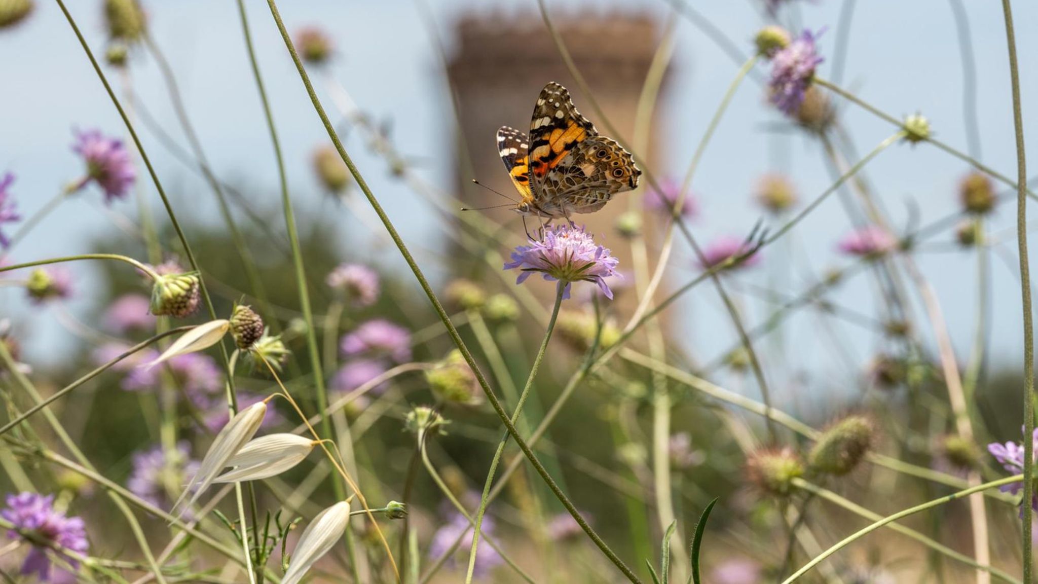 Falter auf violetten Blüten