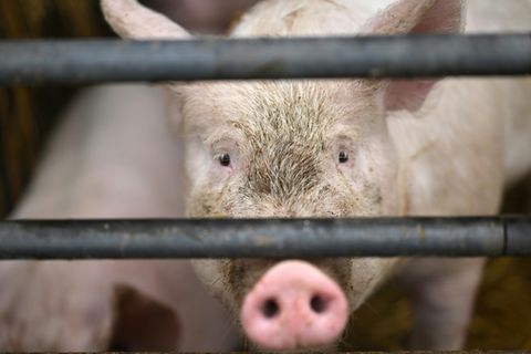 Schweine in Stall