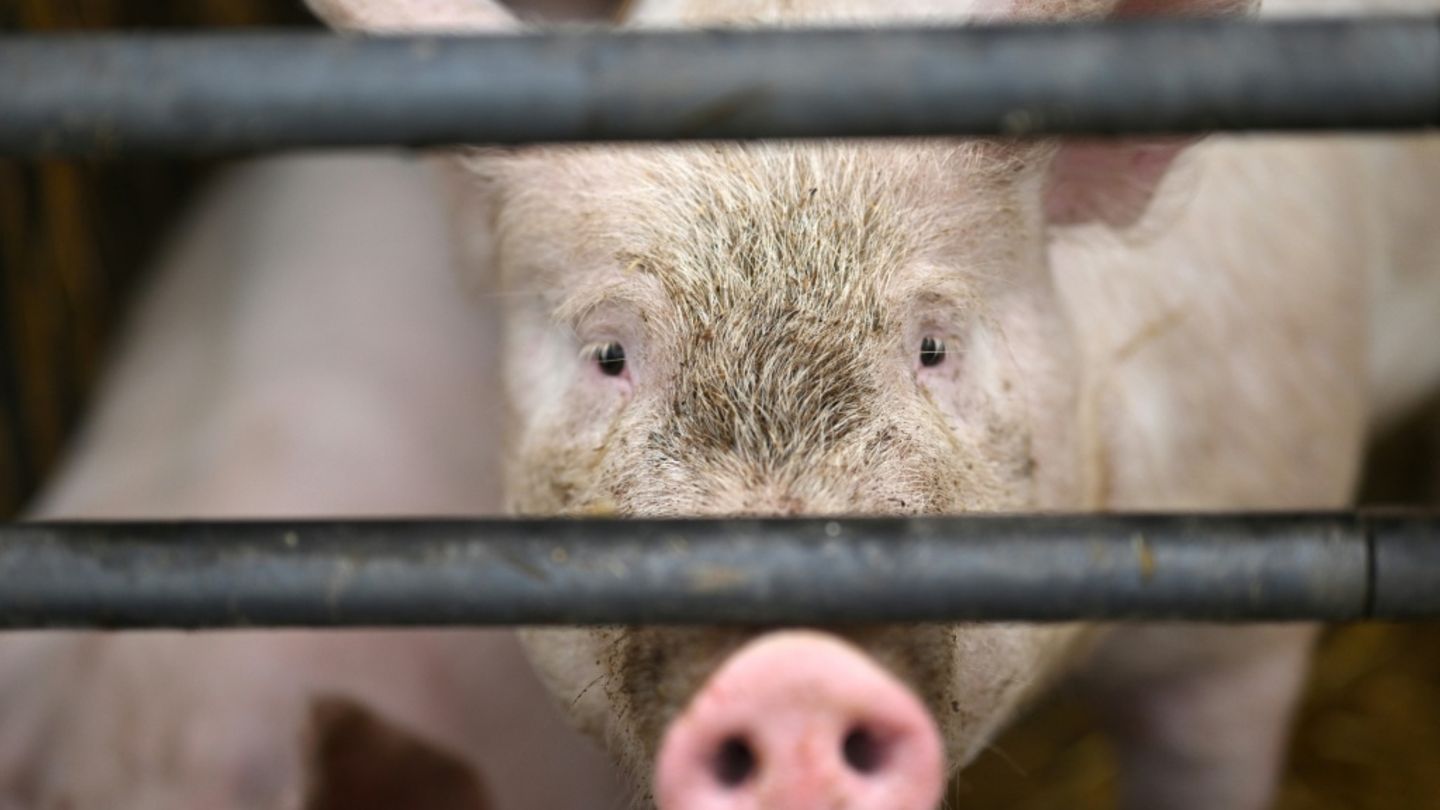 Schweine in Stall