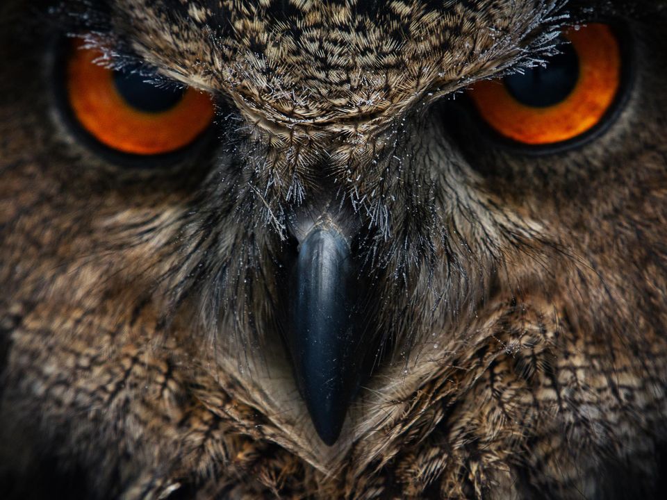 Close up Eule Close up Eule