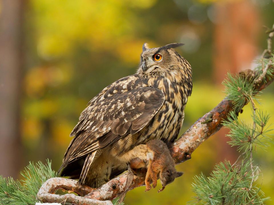 Eule hat ein Eichhörnchen gejagt und erlegt Eule hat ein Eichhörnchen gejagt und erlegt